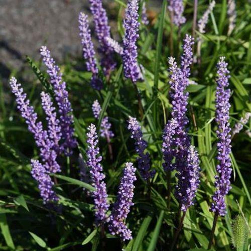 G045 Liriope Muscari Super Blue 15 4bd5375d Ac5a 489a B81e 3b495ac55e84 from www redcrocus com