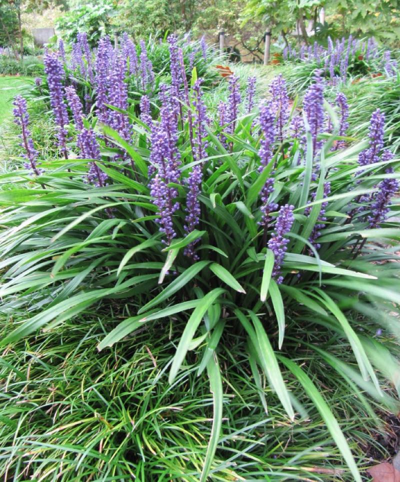 G045 Liriope Muscari Super Blue 2 A3a6ab33 2df2 4f7a Bd47 Ca34227a4733 from www redcrocus com