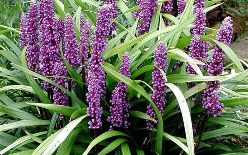 G045 Liriope Muscari Super Blue 4 41c9e95f 7f77 4e69 Ac4c Bfc0f229014a from www redcrocus com