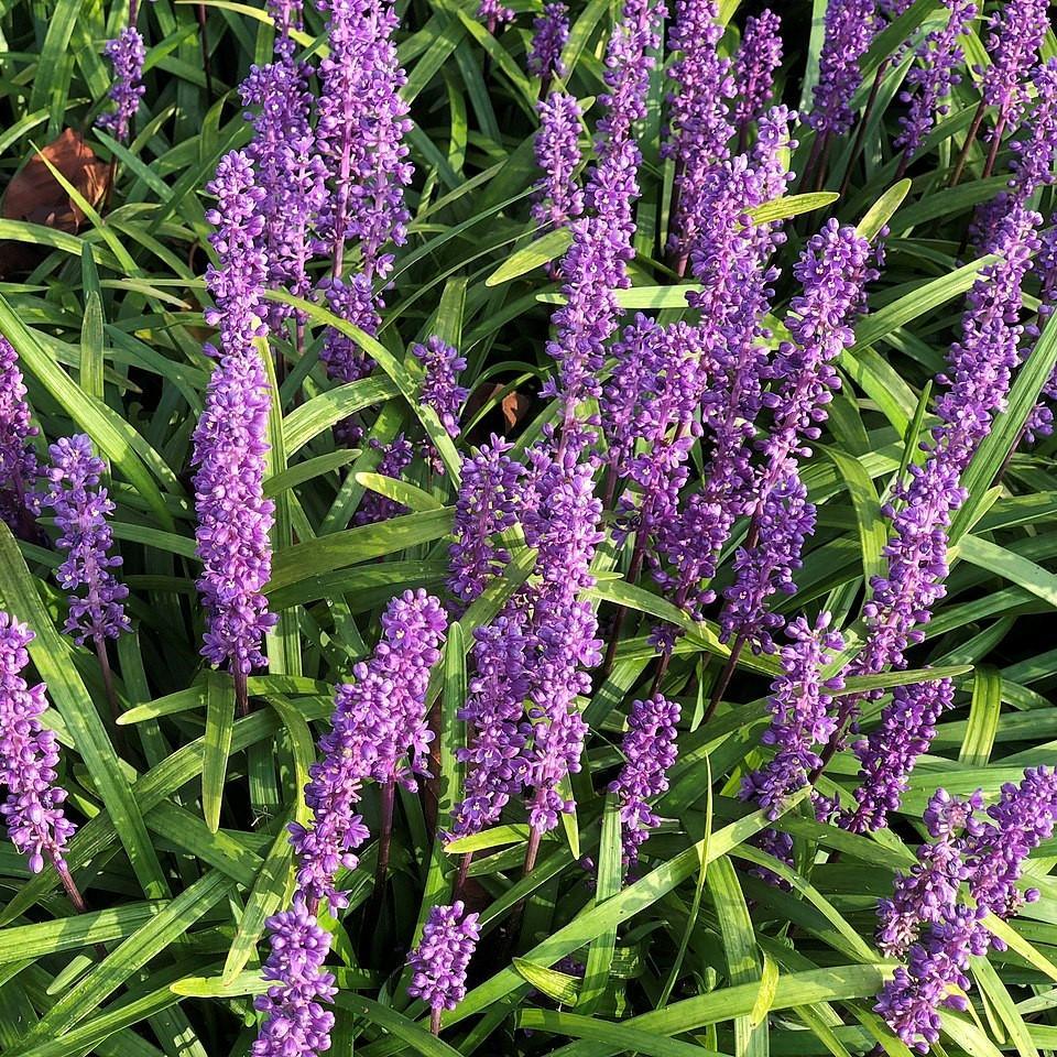 G045 Liriope Muscari Super Blue 5 56538782 C6be 46ff Af61 B7a88a17deea from www redcrocus com