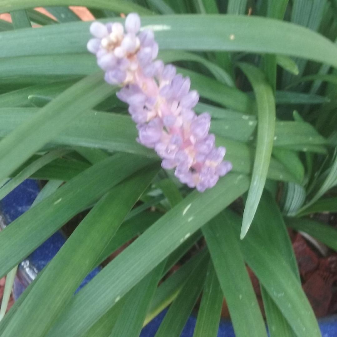 G045 Liriope Muscari Super Blue 7 0d5ec994 Bbce 46b9 A495 5ac9cef92d85 from www redcrocus com