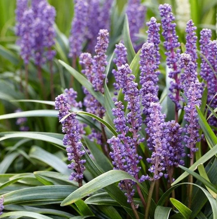 G045 Liriope Muscari Super Blue 8 36427f6d 9684 41ea A02c C2943b70f425 from www redcrocus com