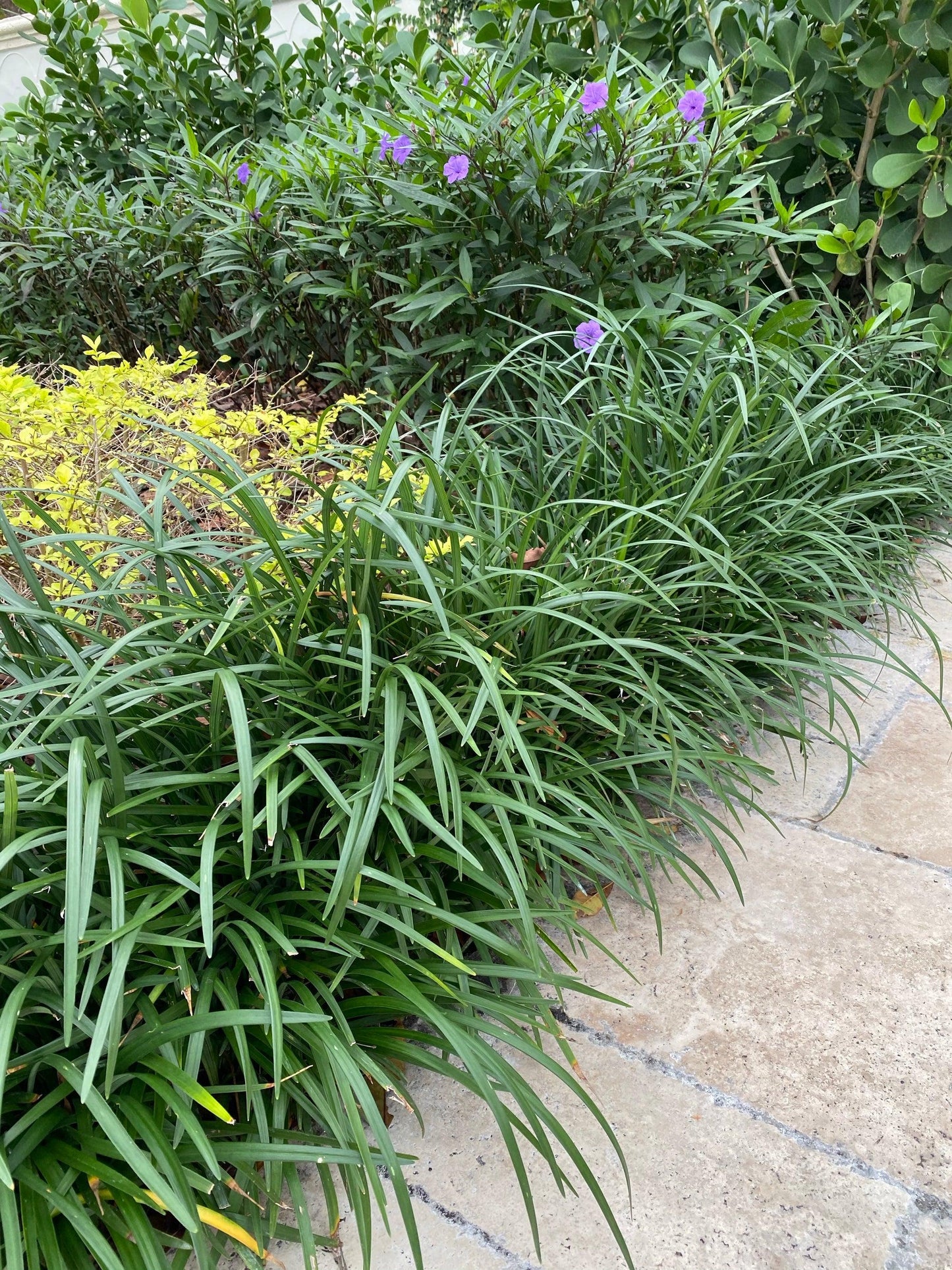 G045 Liriope Muscari Super Blue 9 41a62725 De89 443e 95be Abbac672987f from www redcrocus com
