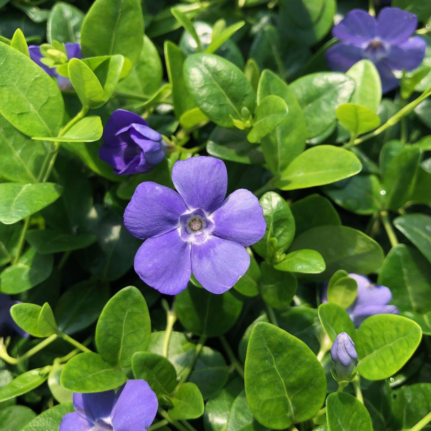 G054 Vinca Minor Bowles - View 10 from www redcrocus com