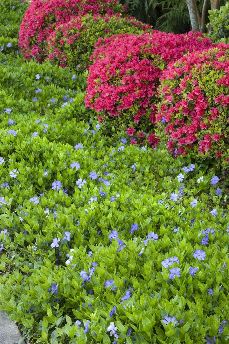 G054 Vinca Minor Bowles 11 5fc7a0ec 6ec4 4dbc 8229 010e7057d225 from www redcrocus com