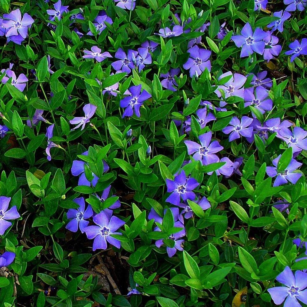 G054 Vinca Minor Bowles - View 12 from www redcrocus com