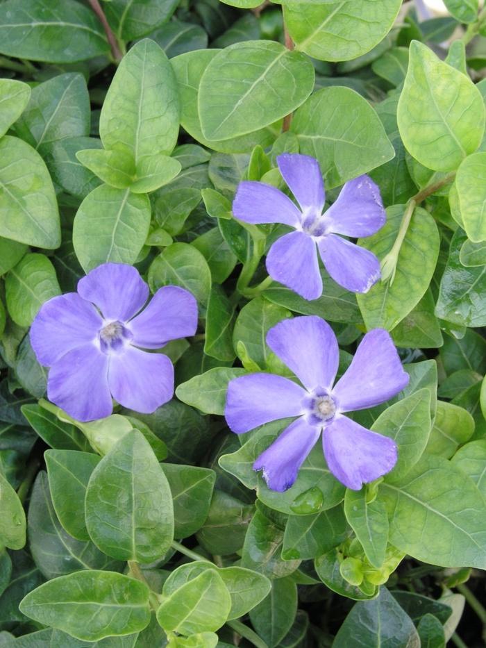 G054 Vinca Minor Bowles - View 13 from www redcrocus com