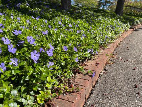G054 Vinca Minor Bowles - View 14 from www redcrocus com