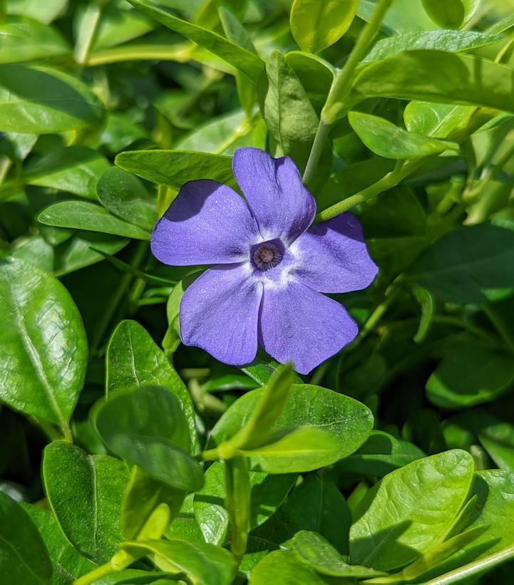 G054 Vinca Minor Bowles - View 15 from www redcrocus com