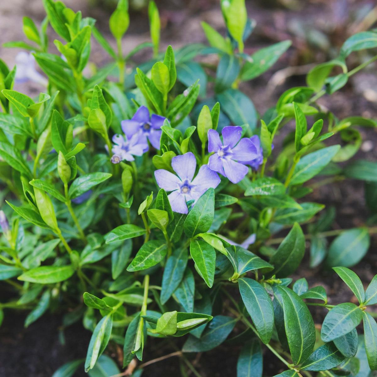 G054 Vinca Minor Bowles - View 16 from www redcrocus com