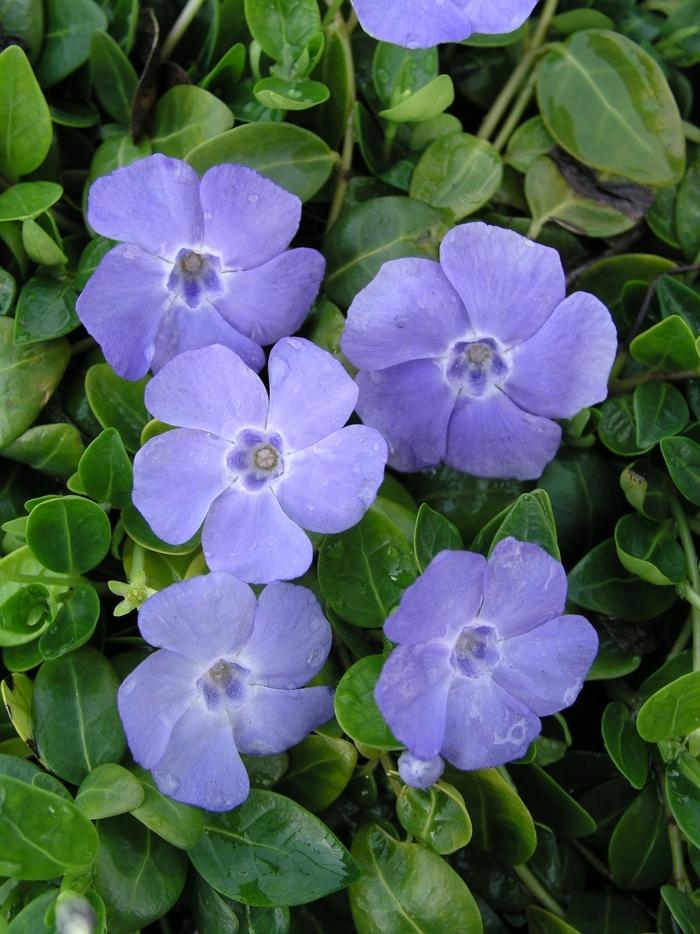 G054 Vinca Minor Bowles - View 17 from www redcrocus com
