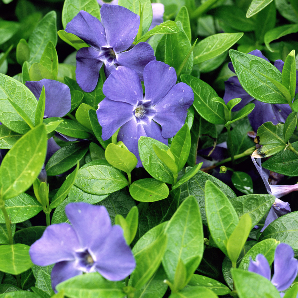 G054 Vinca Minor Bowles - View 17 from www redcrocus com
