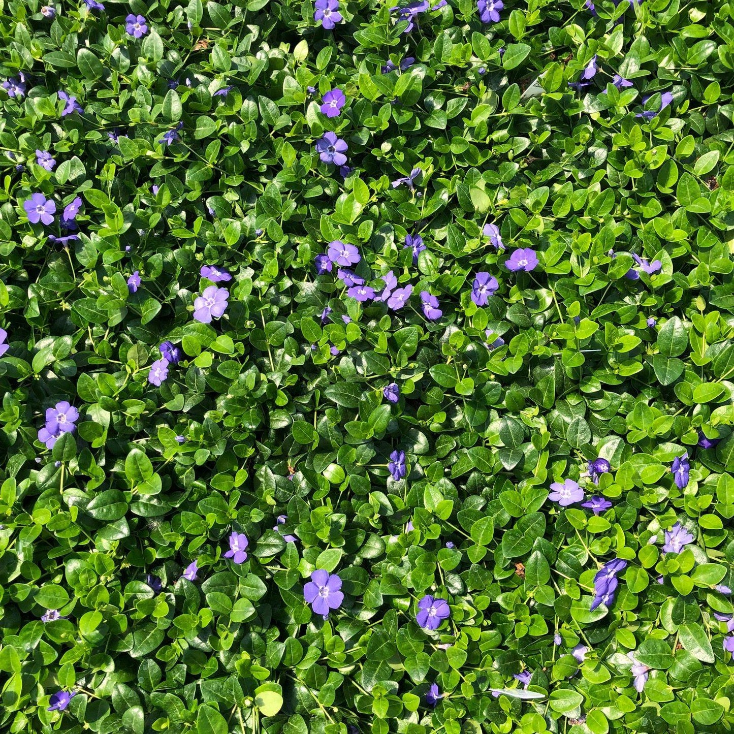 G054 Vinca Minor Bowles - View 18 from www redcrocus com
