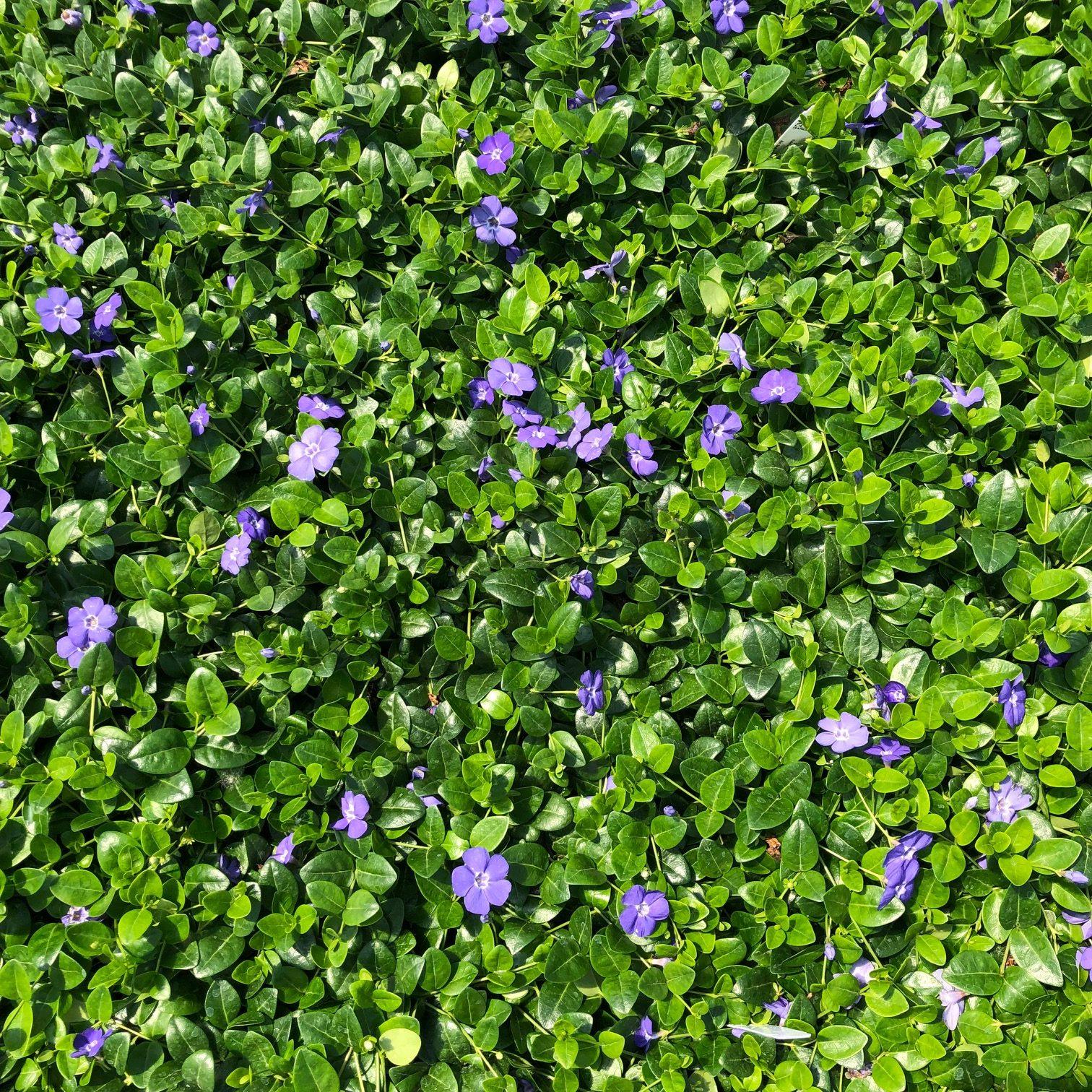 G054 Vinca Minor Bowles - View 18 from www redcrocus com