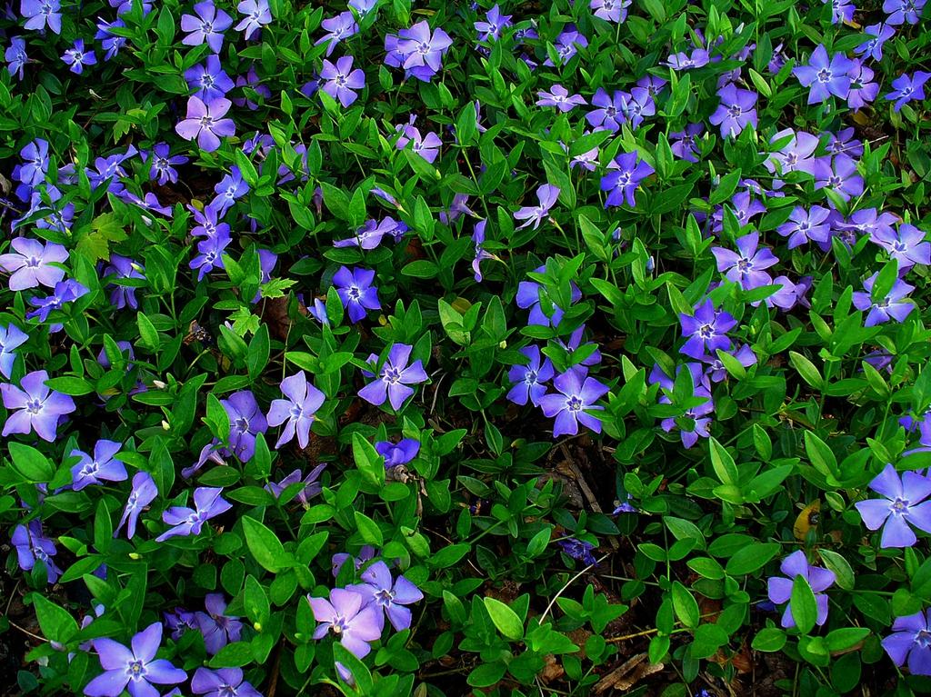 G054 Vinca Minor Bowles 19 5a8e1967 9699 40a6 9186 6749dad6b562 from www redcrocus com