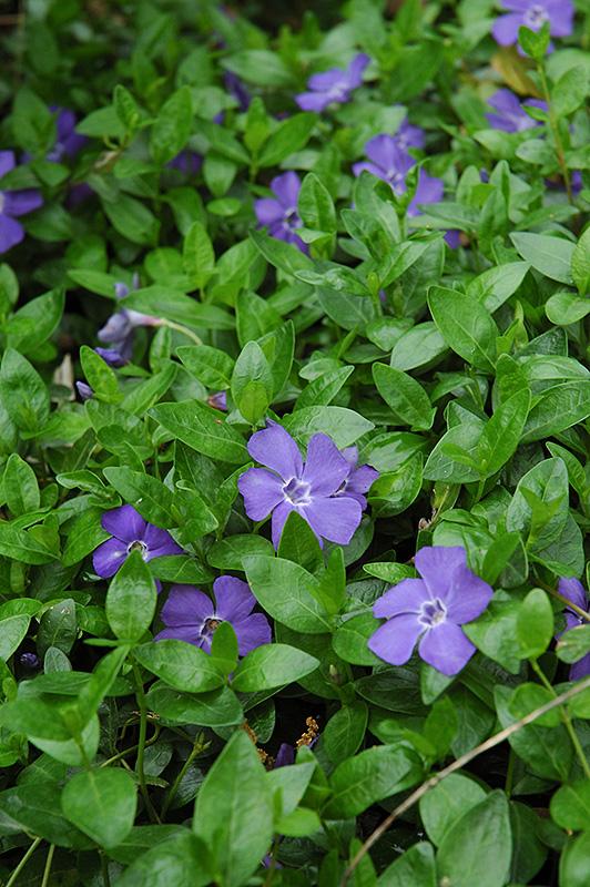 G054 Vinca Minor Bowles - View 20 from www redcrocus com