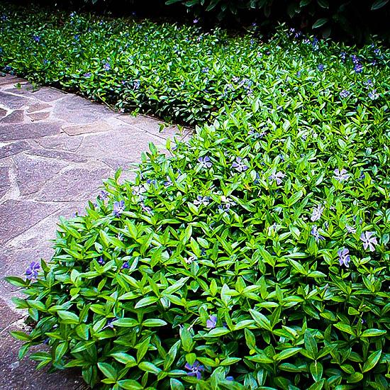 G054 Vinca Minor Bowles - View 2 from www redcrocus com