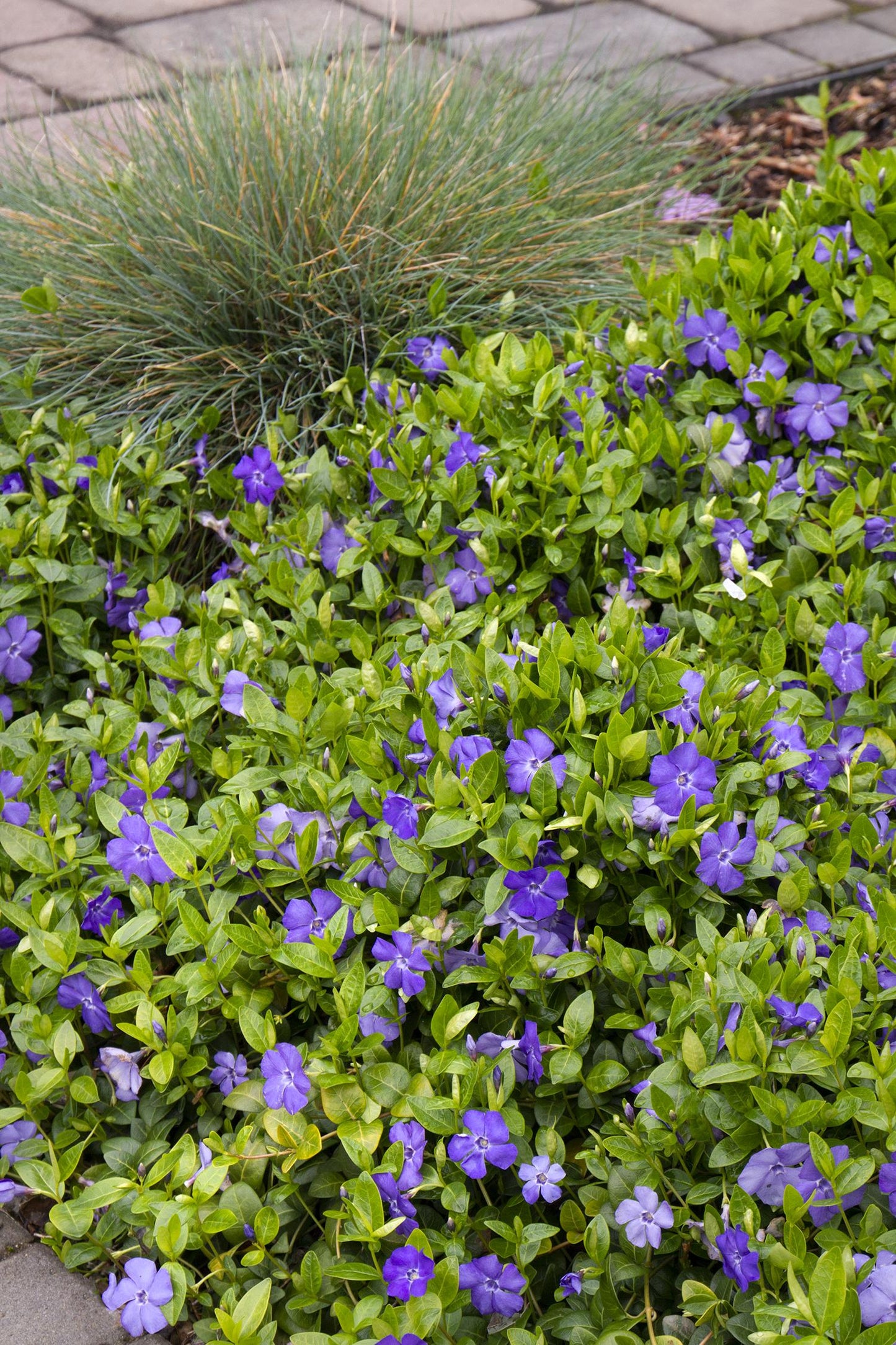 G054 Vinca Minor Bowles - View 4 from www redcrocus com