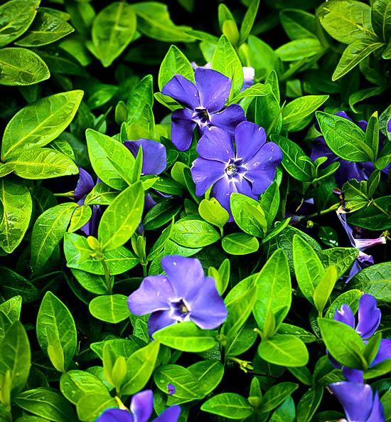 G054 Vinca Minor Bowles - View 5 from www redcrocus com