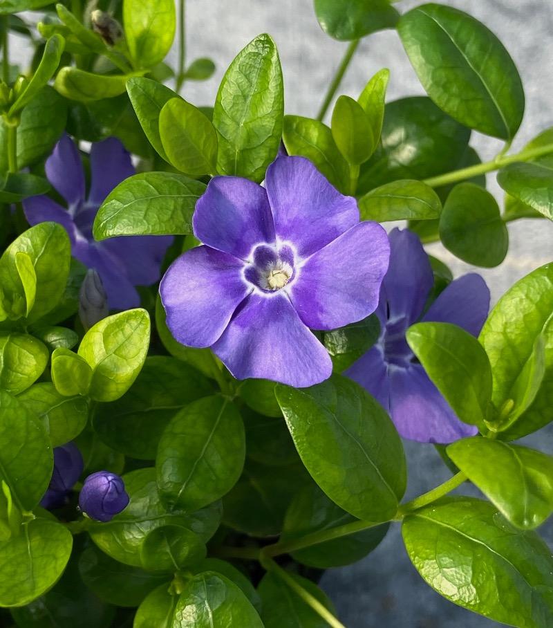 G054 Vinca Minor Bowles - View 6 from www redcrocus com