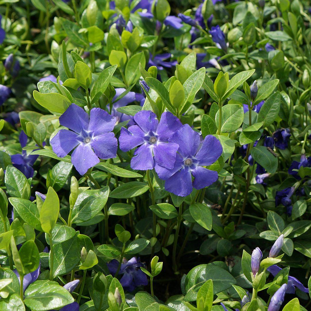 G054 Vinca Minor Bowles - View 7 from www redcrocus com