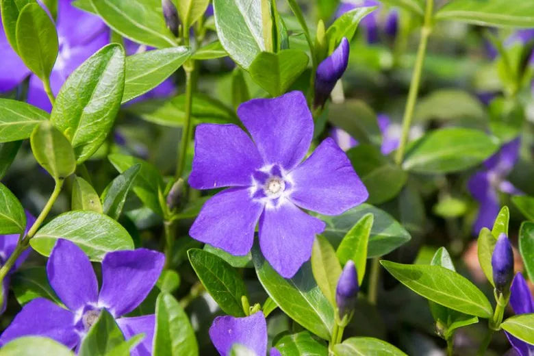G054 Vinca Minor Bowles - View 8 from www redcrocus com