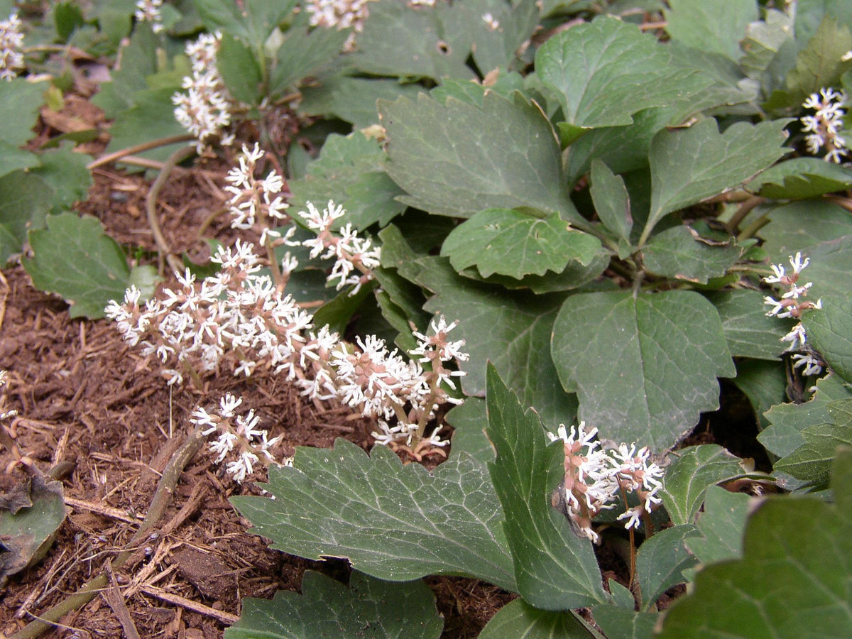G073 Pachysandra Procumbens - View 10 from www redcrocus com