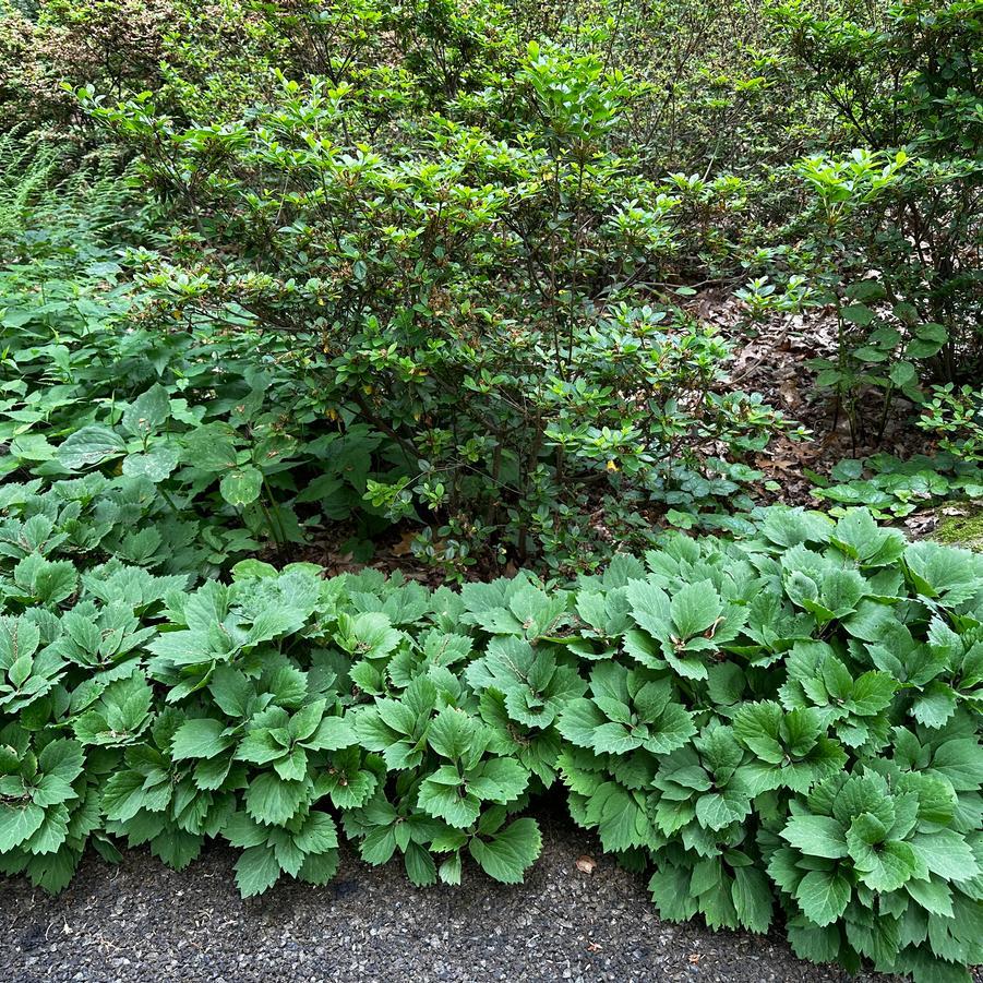 G073 Pachysandra Procumbens - View 12 from www redcrocus com