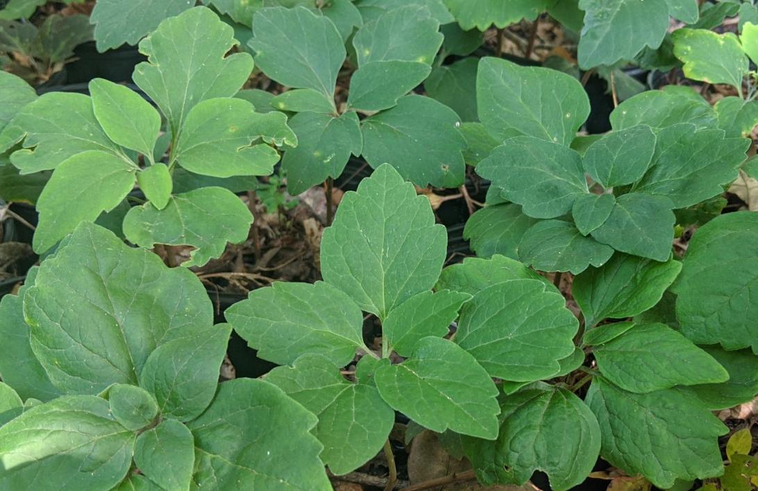 G073 Pachysandra Procumbens 13 Bc0d7d99 658e 4285 B662 37ce3cbfc1ce from www redcrocus com