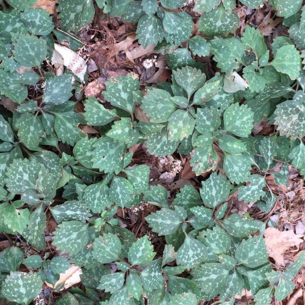 G073 Pachysandra Procumbens - View 14 from www redcrocus com
