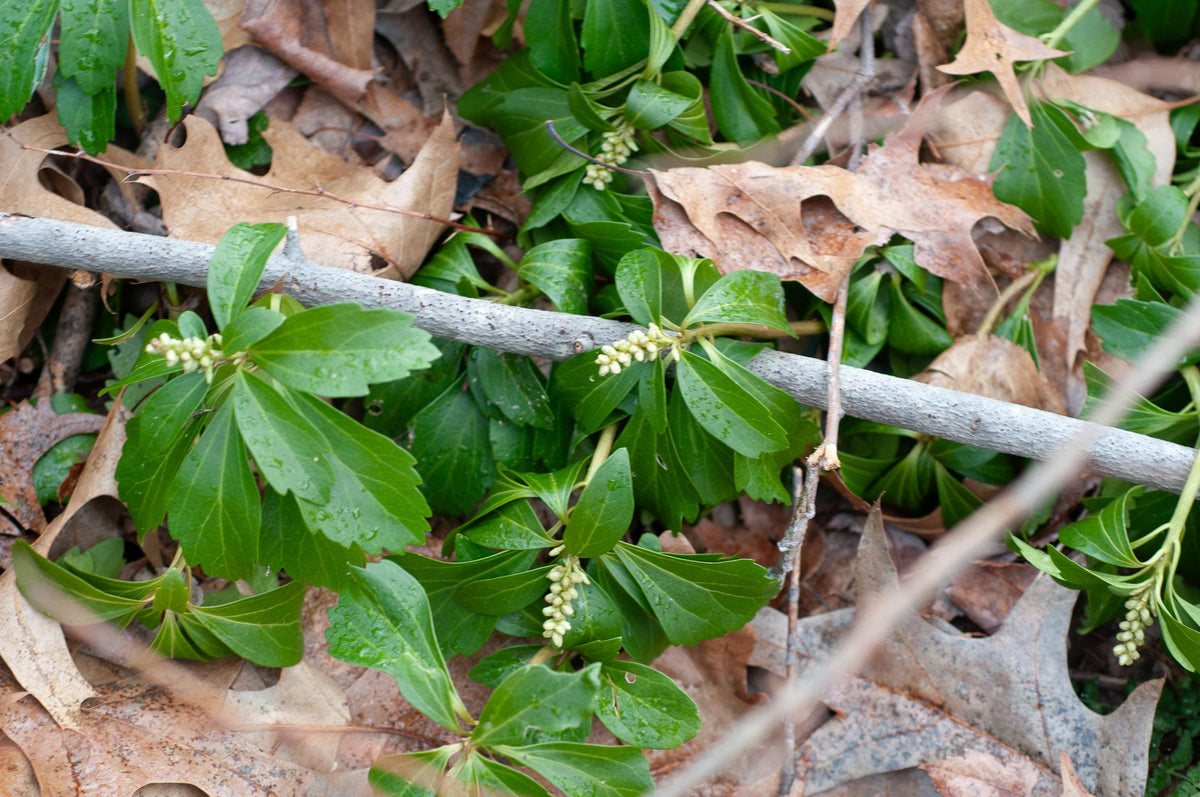G073 Pachysandra Procumbens - View 15 from www redcrocus com