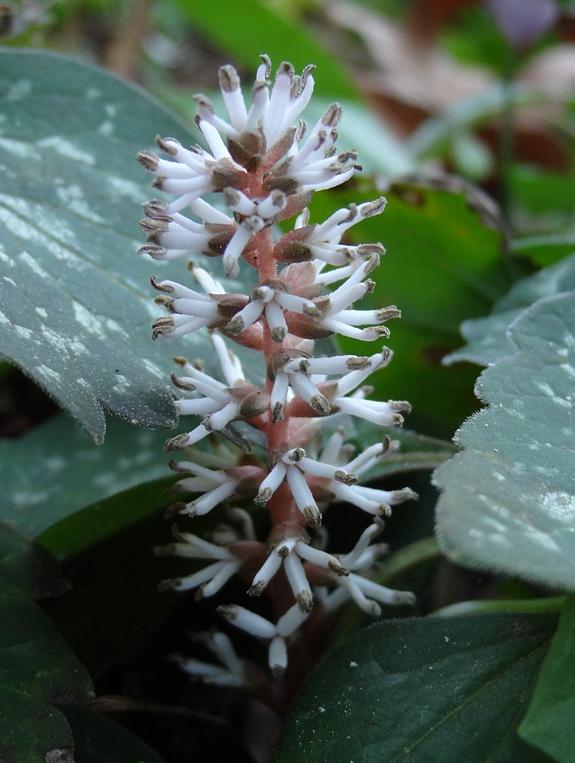 G073 Pachysandra Procumbens - View 16 from www redcrocus com