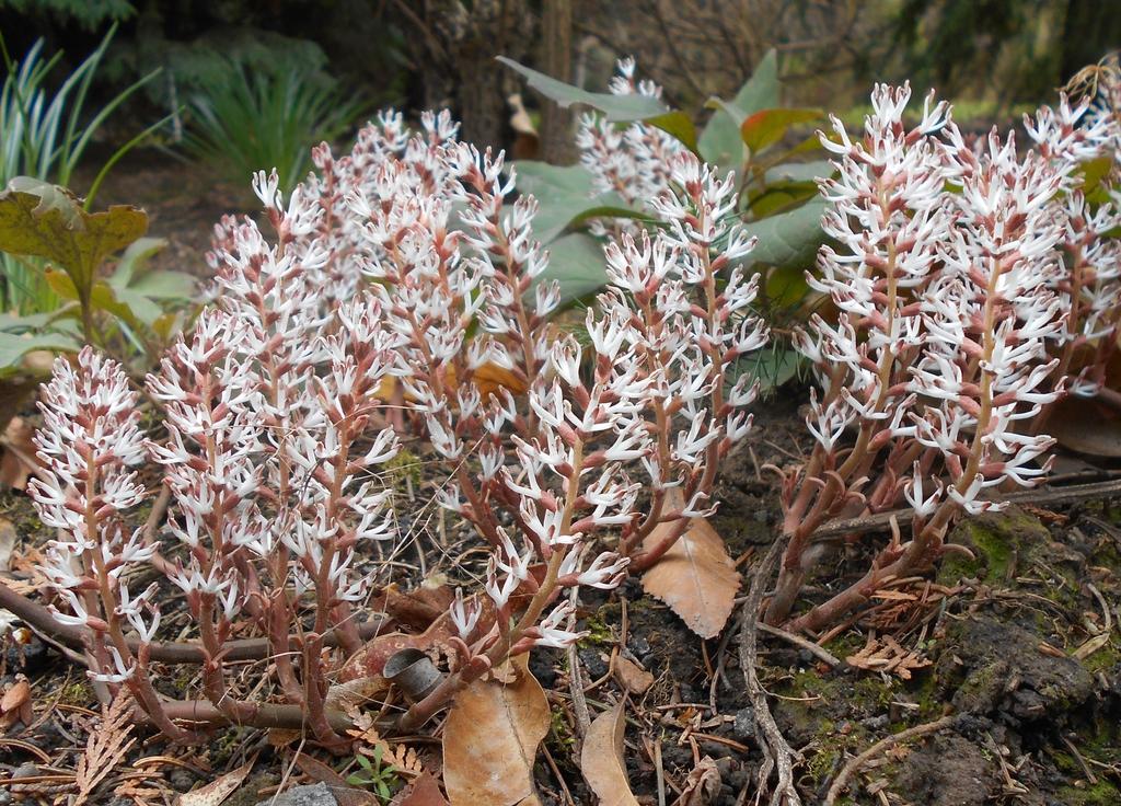 G073 Pachysandra Procumbens 17 941cb241 0acf 4551 Bbff 2352d02738fe from www redcrocus com