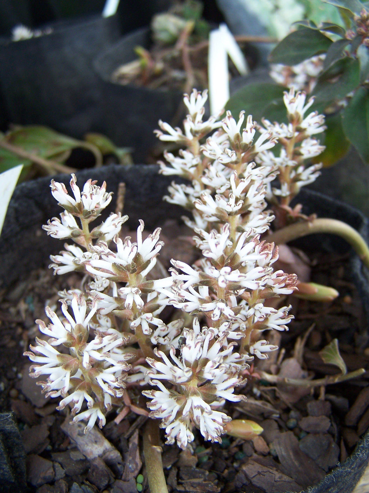 G073 Pachysandra Procumbens 18 5b7fa03d Bac8 4450 B790 9b4daaf13411 from www redcrocus com