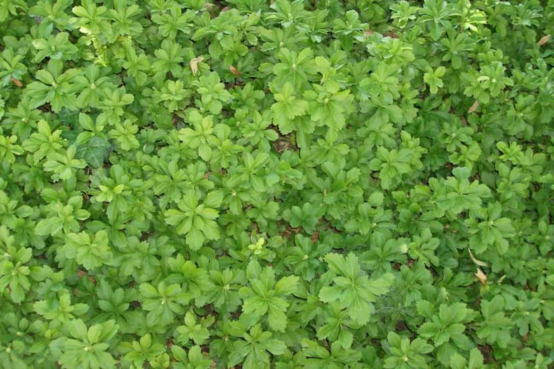 G073 Pachysandra Procumbens - View 19 from www redcrocus com