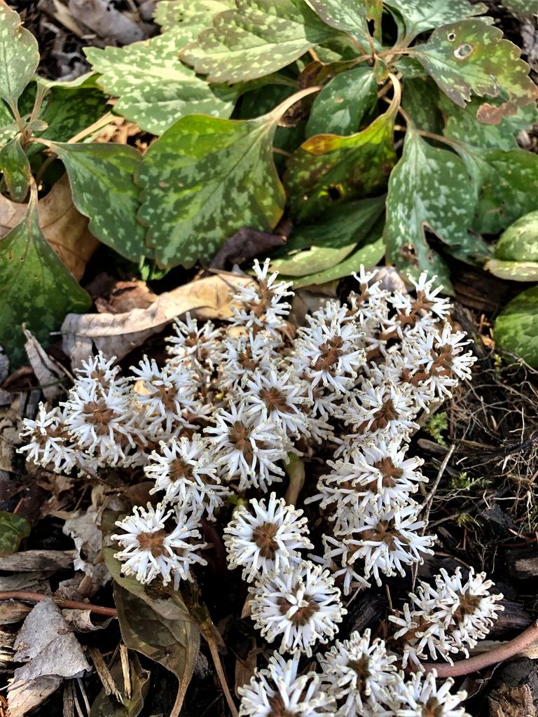 G073 Pachysandra Procumbens - View 1 from www redcrocus com