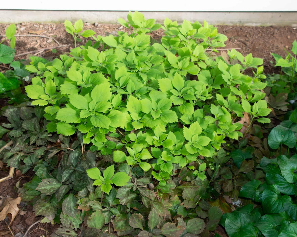 G073 Pachysandra Procumbens 2 50d054dc Ff94 4cc3 Bdc4 062367a8bc91 from www redcrocus com