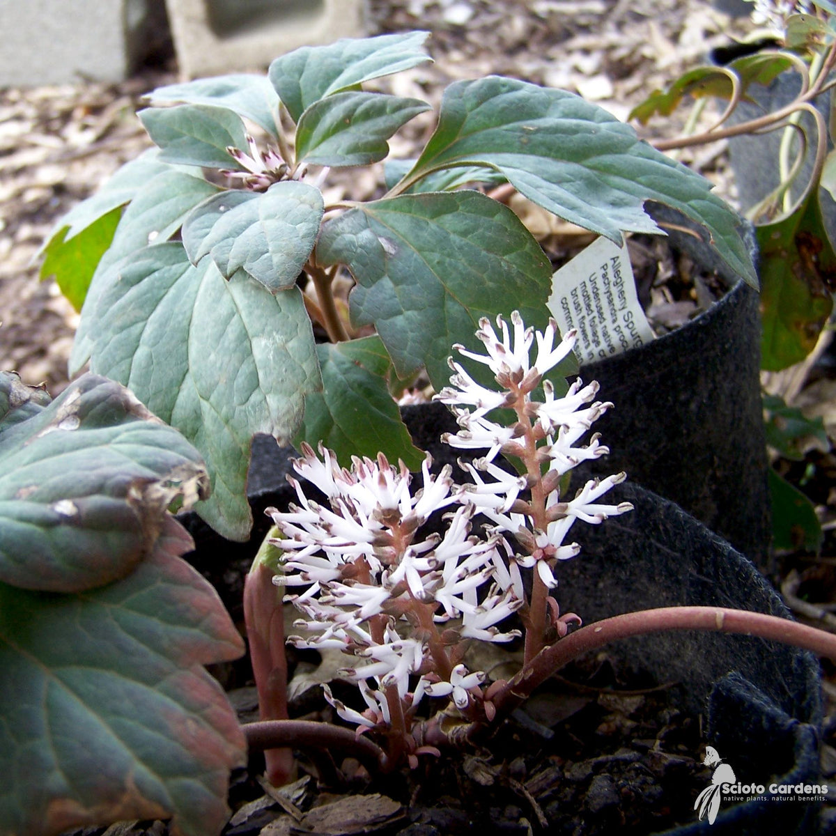 G073 Pachysandra Procumbens - View 4 from www redcrocus com