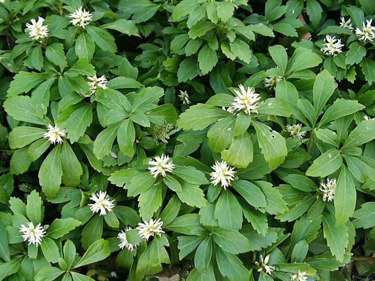 G073 Pachysandra Procumbens 6 2855479d 2c3f 40cf 9f61 C03479ef6a6a from www redcrocus com
