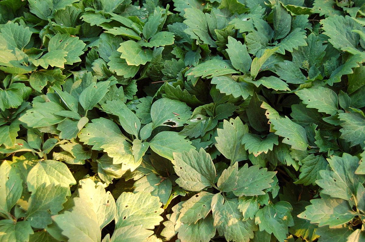 G073 Pachysandra Procumbens 7 3464d3a0 D656 4f54 Ac43 108b211a97d9 from www redcrocus com