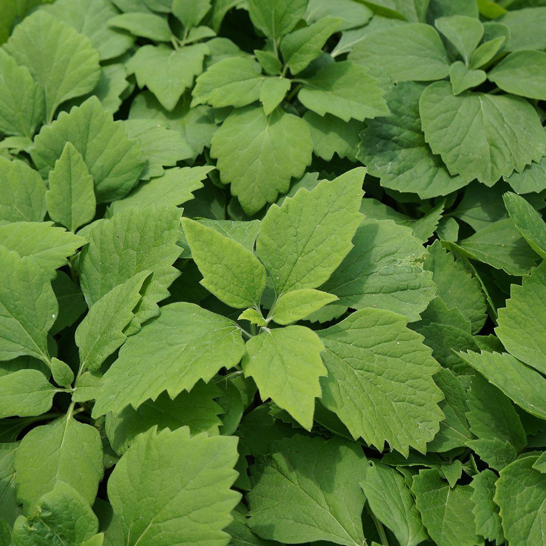 G073 Pachysandra Procumbens 8 827cb44c 28aa 4a5d 8694 0cd74a486a93 from www redcrocus com