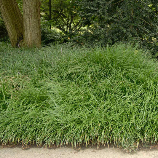 G076 Liriope Spicata - View 11 from www redcrocus com