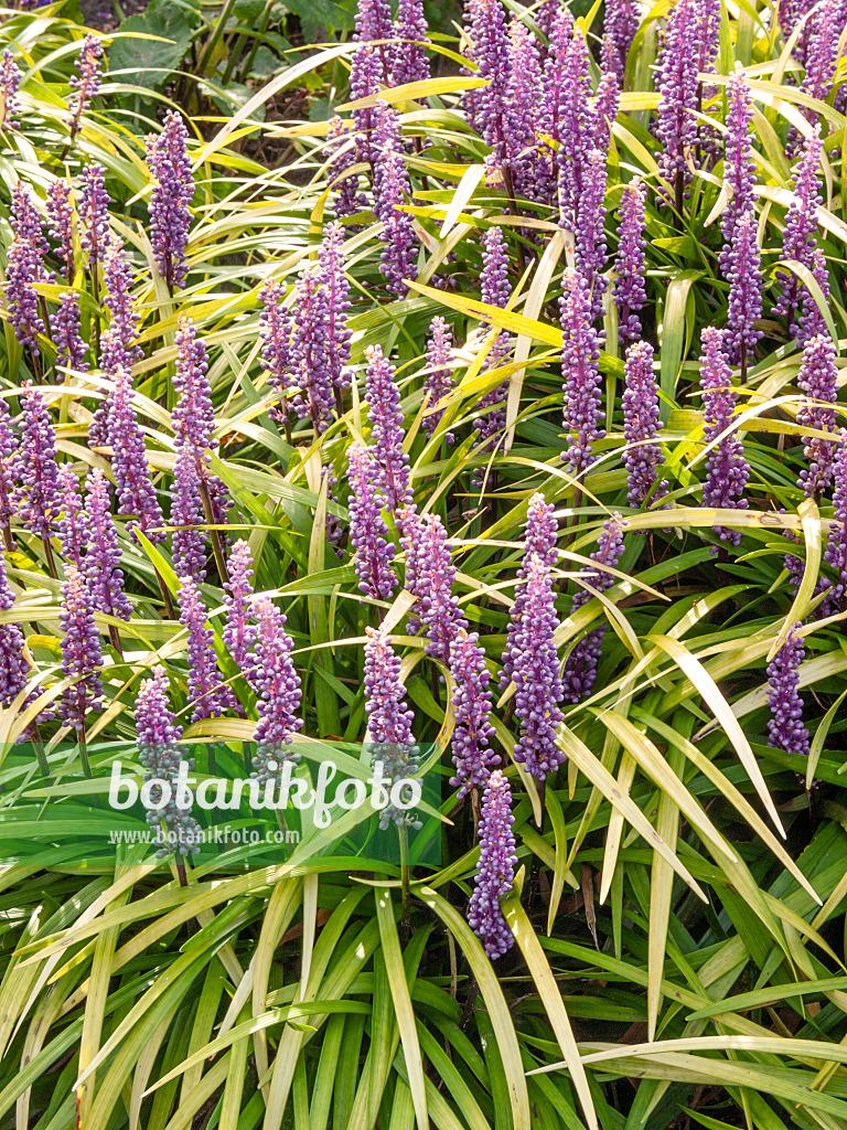 G076 Liriope Spicata 16 316045fe 3cef 406c 9618 2715e244ca20 from www redcrocus com