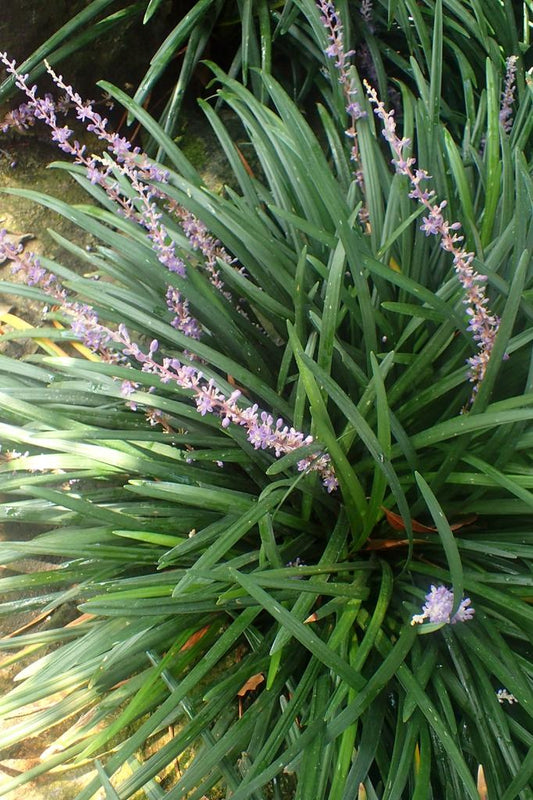 G076 Liriope Spicata - View 1 from www redcrocus com