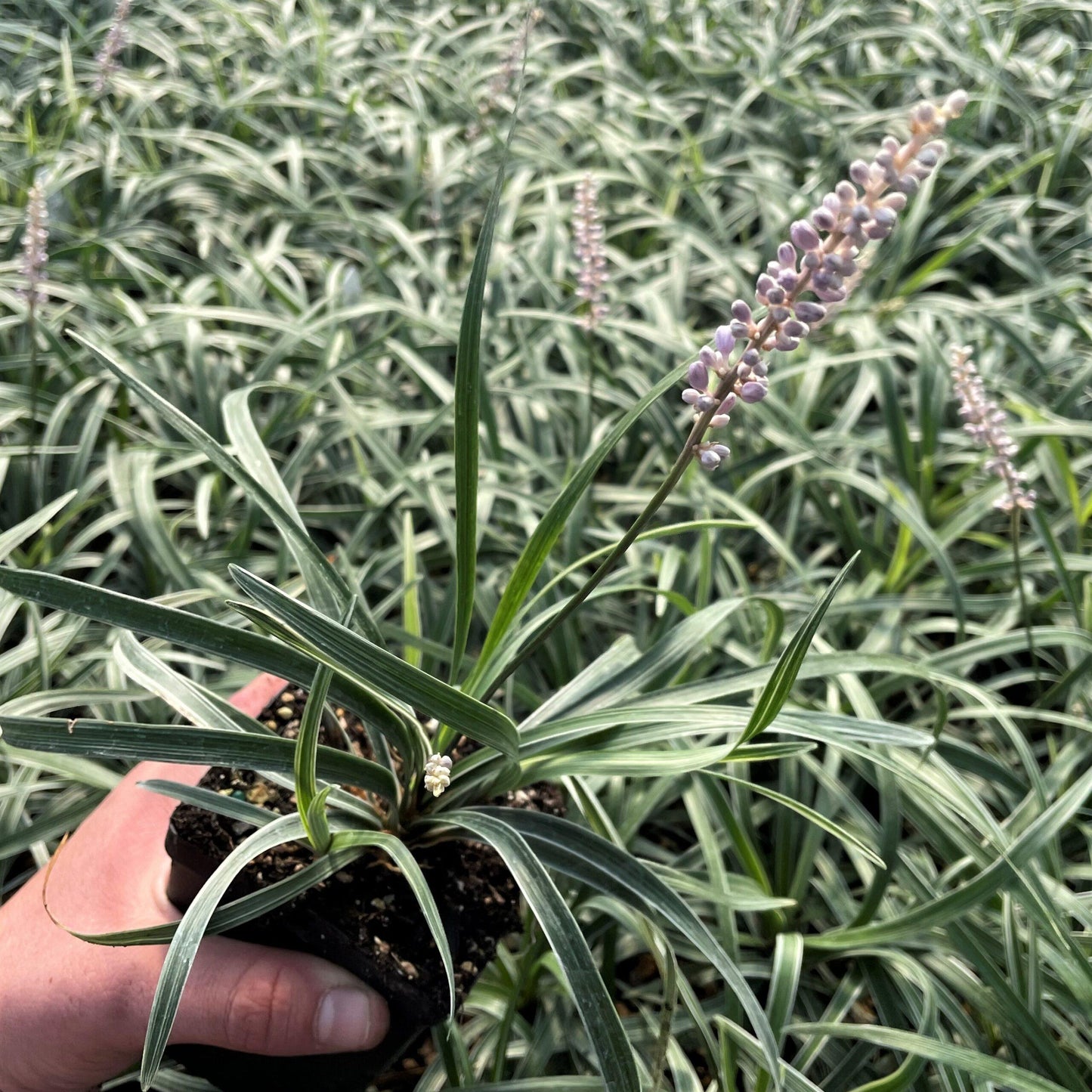 G076 Liriope Spicata 6 E33f8622 193f 43a3 A811 D122a14f4c31 from www redcrocus com