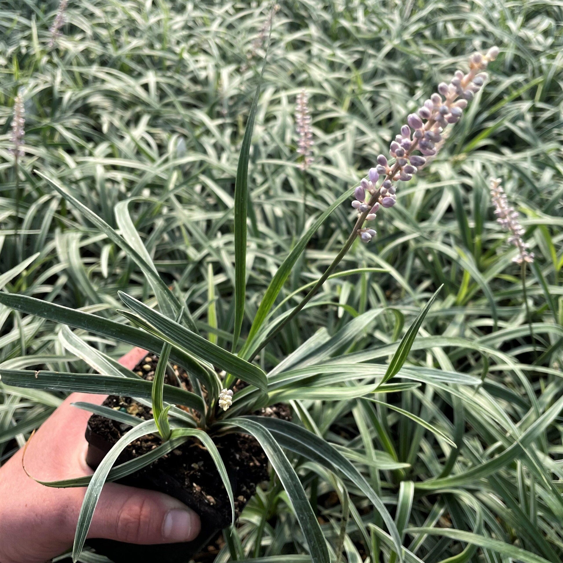 G076 Liriope Spicata 6 E33f8622 193f 43a3 A811 D122a14f4c31 from www redcrocus com