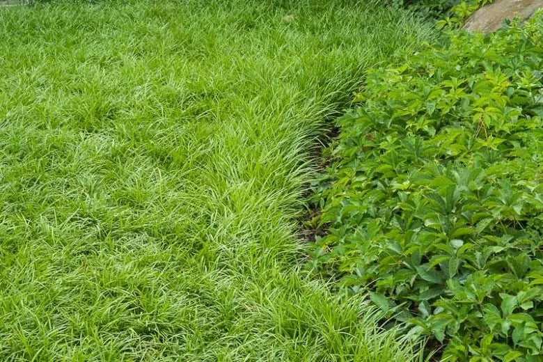 G076 Liriope Spicata 8 860e29d1 07dc 48cf B09c Bc7882f369c1 from www redcrocus com