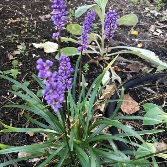 G087 Liriope Muscari Royal Purple 10 D336b072 Dd43 43c1 Ab5d 3ab59f9d86e1 from www redcrocus com