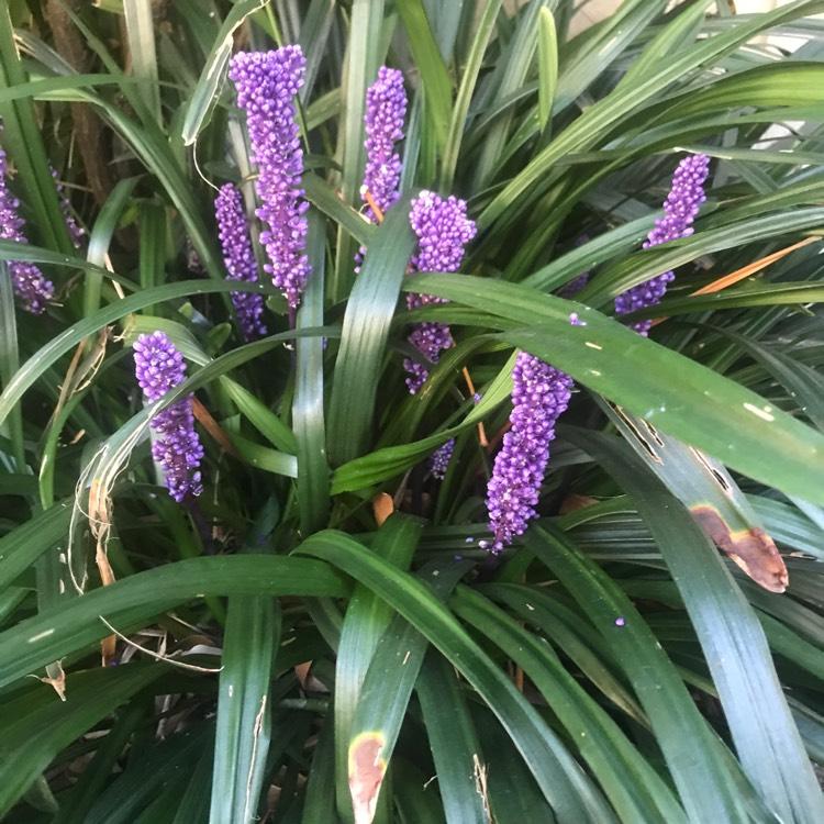 G087 Liriope Muscari Royal Purple 14 3b07692e 1c9e 459a B970 43f48e8d88bb from www redcrocus com
