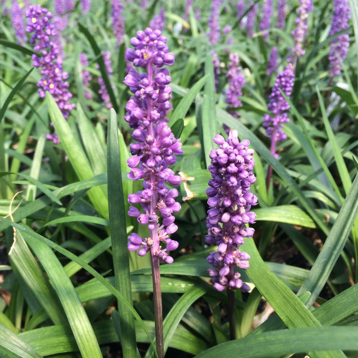 G087 Liriope Muscari Royal Purple 4 6988555b Cacf 47d1 A880 30e9e4b413d5 from www redcrocus com